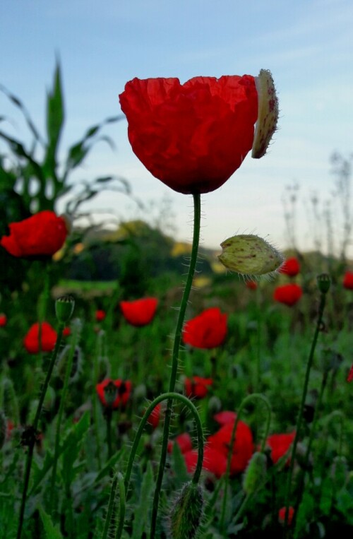 Mohnblüte

Aufnameort: Pfinztal
Kamera: Handykamera SamsungA3/6