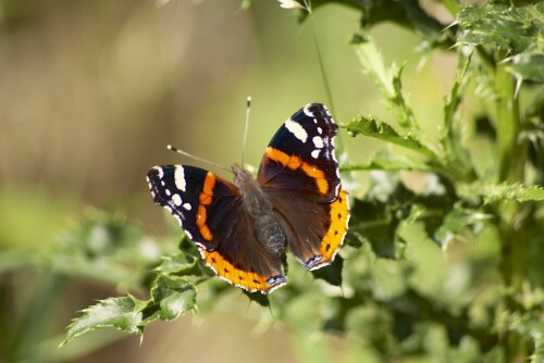 Admiral (Vanessa atalanta) auf einer Stechpalme im Sauerländer Wald.

Aufnameort: Eslohe, Sauerland
Kamera: Pentax K100D Super