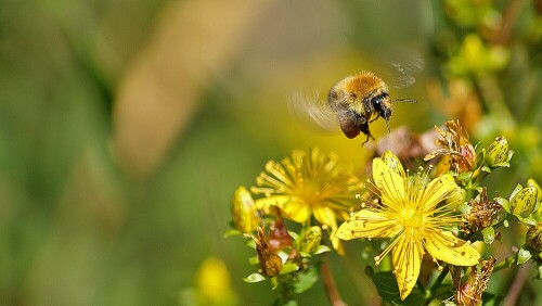 Honigbiene (Apis mellifera). Mit etwas Glück konnte ich diese Biene im Anflug auf eine Blume ablichten.

Aufnameort: Wenholthausen, Sauerland
Kamera: Pentax 100D Super