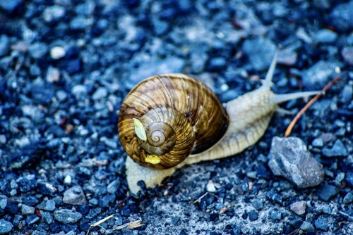 Schöne Weinbergschnecke überquert nach einem Regenschauer einem Schotter-Parkplatz...

Aufnameort: Wenholthausen, Sauerland
Kamera: Pentax K100D