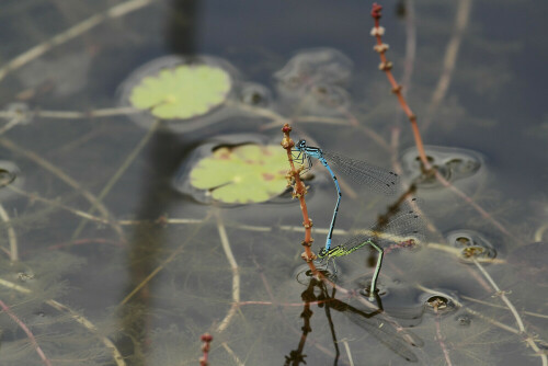 Hufeisen-Azurjungfer, Coenagrion puella

Aufnameort: Odenwald
Kamera: Canon EOS 7D, Objektiv 100-400mm