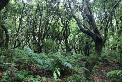 

Aufnameort: madeira
