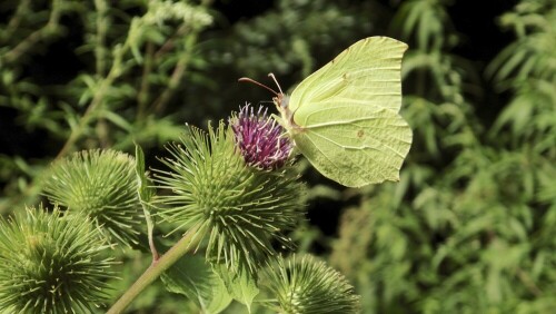 Ein Zitronenfalter (Gonepteryx rhamni) auf einer Distel auf einer Waldlichtung im Sauerland.

Aufnameort: Eslohe, Sauerland
Kamera: Medion MD86828