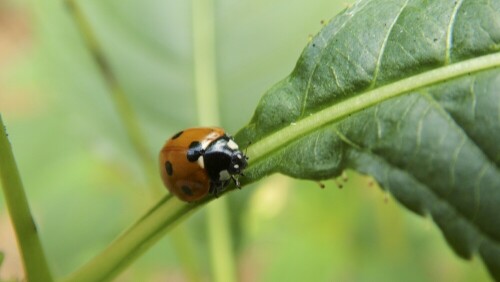 Dieser Siebenpunkt Marienkäfer (Coccinella septempunctata) wurde an einem Blatt erklimmend aufgenommen. Das Foto wurde an einem kühlen Morgen aufgenommen und der Marienkäfer war noch etwas träge.

Aufnameort: Eslohe, Sauerland
Kamera: Medion MD86828