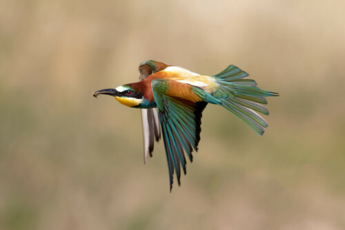 Mit mein schönstes Bienenfresserfoto aus diesem Jahr. Es ist gar nicht so einfach, einen dieser eleganten Flieger im Flug zu fotografieren. Wildlife, Sachsen-Anhalt.

Aufnameort: Sachsen-Anhalt
Kamera: Canon Eos 7 d Mark II