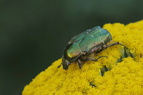 Gemeiner Rosenkäfer, Cetonia aurata

Aufnameort: Odenwald
Kamera: Canon EOS 60D, Objektiv 150mm Makro