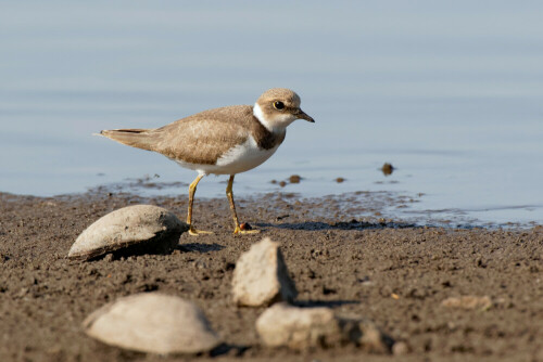 sandregenpfeiffer-charadrius-h-23776.jpeg