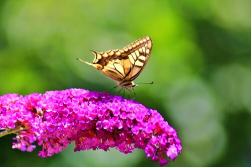 Schwalbenschwanz (Papilio machaon)

Als unsere Bougainvillea zu Blühen begann, war die Hoffnung groß wieder einen Schwalbenschwanz fotografieren zu können. Lange gab es nur Admiräle, Pfauenaugen und Kohlweißlinge. Für den Einstand der neuen Kamera kamen gleich zwei Schwalbenschwänze. Beide habe ich beigefügt in 1 und 2.

Aufnameort: Titz, heimischer Garten
Kamera: Canon EOS 2000D