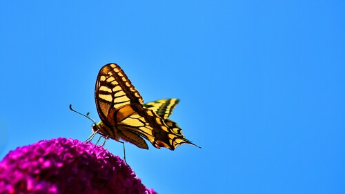 Schwalbenschwanz (Papilio machaon)

Das ist der zweite Schwalbenschwanz. Beide zusammen abzulichten war unmöglich, da sobald einer dem anderen zu nah gekommen ist, beide sich sofort wild flatternd gezofft haben.

Aufnameort: Titz, heimischer Garten
Kamera: Canon EOS 2000D