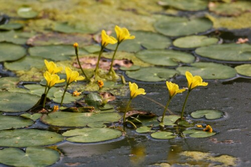 in einem Gewässer der Wetterau

Aufnameort: Wetterau
Kamera: Nikon D 3000