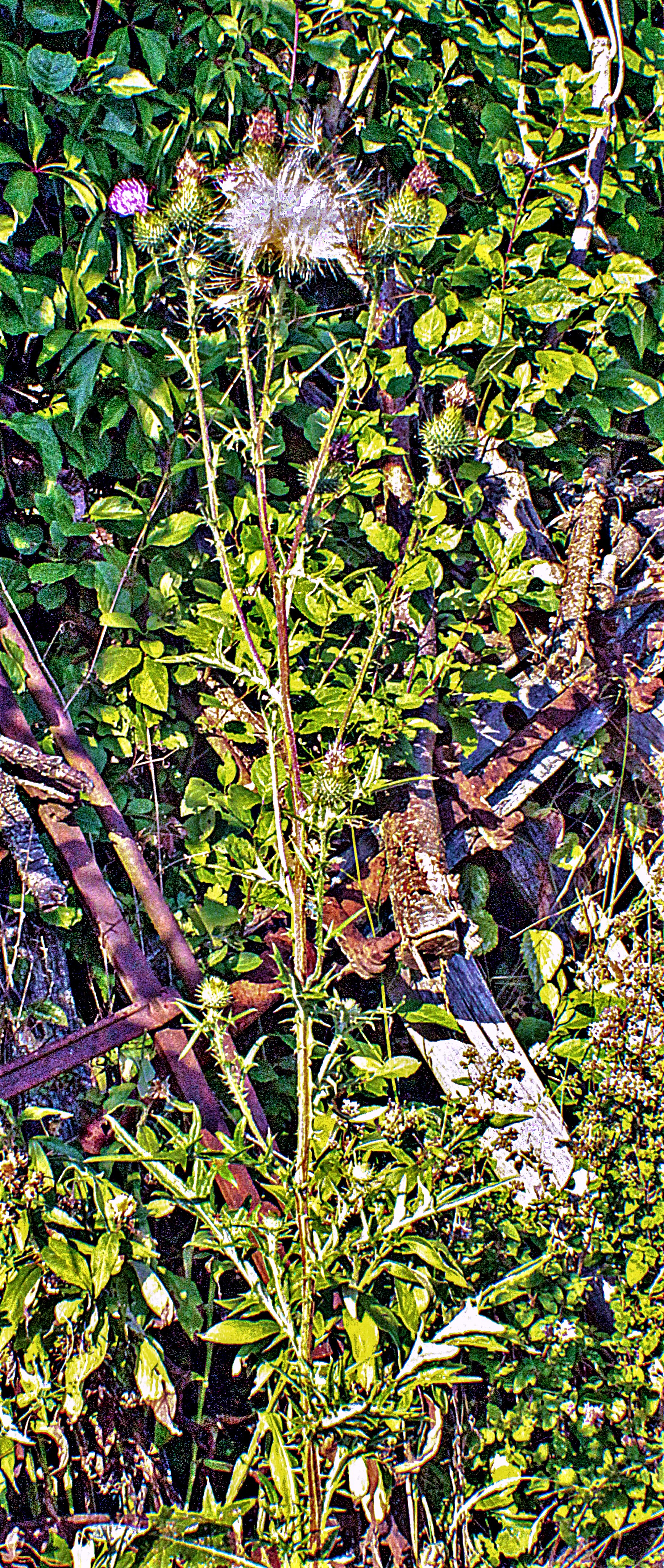 gewohnliche-kratzdistel-cirsium-vulgare-l-23196.jpeg