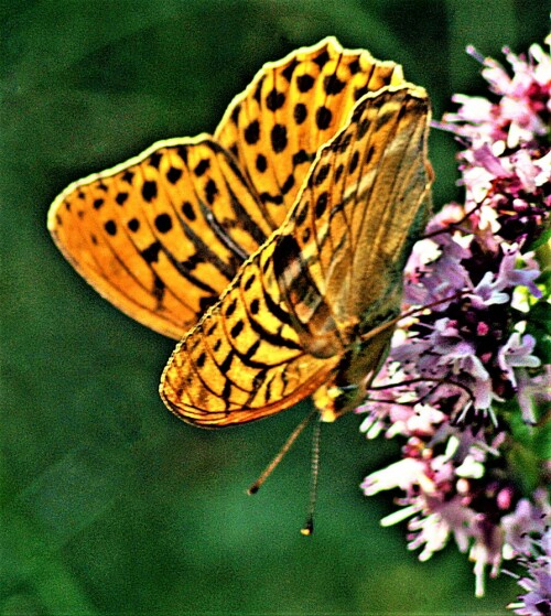 kaisermantel-argynnis-paphia-l-23202.jpeg