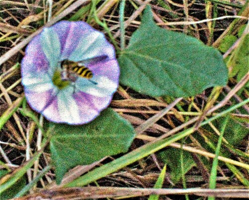 Die Acker-Winde gehört zu den Windengewächsen(Convolvulaceae).
https://de.wikipedia.org/wiki/Acker-Winde
Die Große Schwebfliege wird auch als Gemeine Garten-Schwebfliege bezeichnet.
http://www.insektenbox.de/zweifl/gegart.htm
https://de.wikipedia.org/wiki/Große_Schwebfliege

Aufnameort: Eiershausen - Eibelshausen im Osten den Lohmühlenweihers
Kamera: Canon 1300D