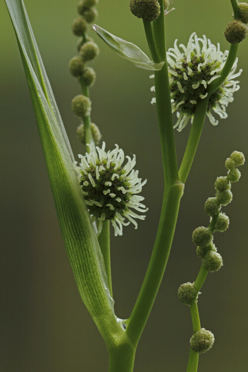 Ästiger Igelkolben, Sparganium erectum

Aufnahmeort: Odenwald
Kamera: Canon EOS 60D, Objektiv 150mm Makro

© Alle von mir veröffentlichten Bilder unterliegen dem Urheberrecht und dürfen ohne meine schriftliche Genehmigung nicht verwendet werden.