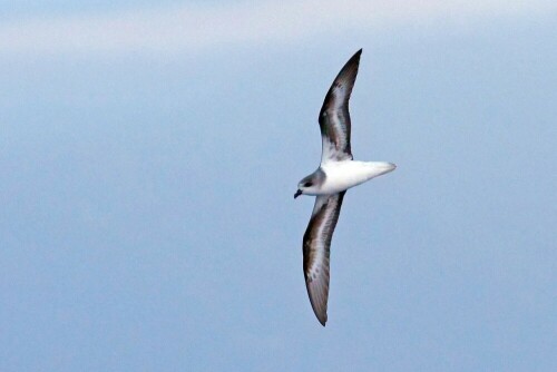 madeira-sturmvogel-23660.jpeg