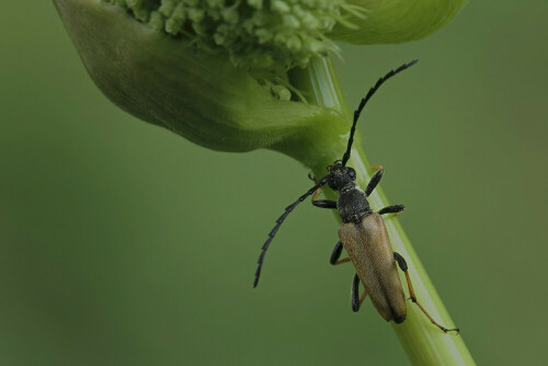 Rothalsbock, Stictoleptura rubra

Aufnameort: Odenwald
Kamera: Canon EOS 60D, Objektiv 150mm Makro