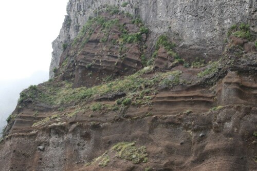 brutgebiet-madeira-sturmvogel-23652.jpeg