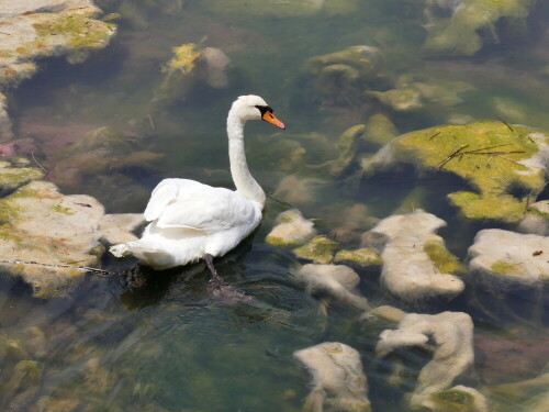 schwan-im-algensee-23311.jpeg