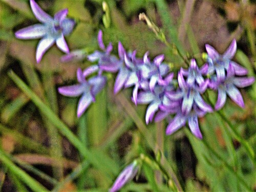 Die Wiesen-Glockenblume kommt in Asien sowie Europa vor.
https://de.wikipedia.org/wiki/Wiesen-Glockenblume

Aufnameort: Eiershäuser Friedhof im Osten
Kamera: Canon EOS 1300D