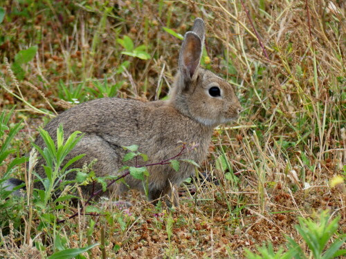 wild-kaninchen-23259.jpeg