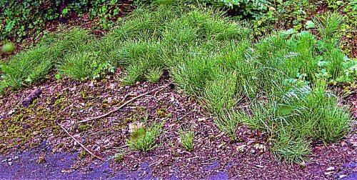 Der Acker-Schachtelhalm wird auch Zinnkraut genannt und gilt als
Rhizom(Wurzel)-Geophyt. Geophyten sind Pflanzen, die unterirdisch
überdauern.
https://de.wikipedia.org/wiki/Acker-Schachtelhalm

Aufnameort: Eiershausen Schwarzbachtal
Kamera: Medion Camcorder