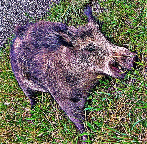 Das Wildschwein gehört zu den Echten Schweinen und gilt als Stammform des Hausschweines. Ursprünglich war es von Südostasien
bis nach Westeuropa verbreitet. Durch Aussetzen in Süd- wie Nordamerika sowie vielen Inseln kommt es heutzutage fast weltweit vor.
Wildschweine gelten als "Allesfresser" und anpassungsfähig.
{Als "Keiler" werden männliche Wildschweine bezeichnet, die ggf. auch an ihren "Hauern"(=Eckzähnen) erkannt werden können.}
https://de.wikipedia.org/wiki/Wildschwein

Aufnameort: Eiershausen/ Eibelshausen - Simmersbach etwa in der Mitte am Straßenrand der B 253
Kamera: Medion Camcorder