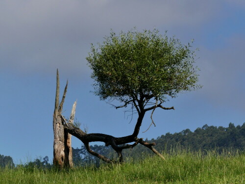 

Aufnameort: Asturien
Kamera: Panasonic Lumix FZ 300