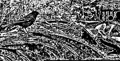 amselhahn-turdus-merula-l-1758-23252.jpeg