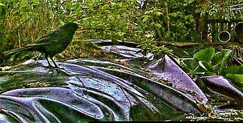 amselhahn-turdus-merula-l-1758-23253.jpeg