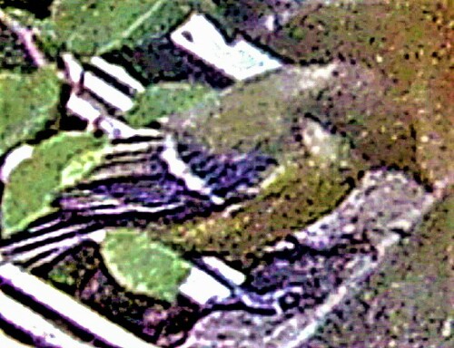 kohlmeise-parus-major-l-1758-23255.jpeg