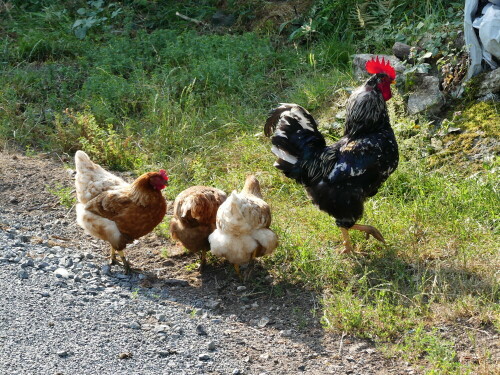 

Aufnameort: am Camino del Norte
Kamera: Panasonic Lumix FZ 300