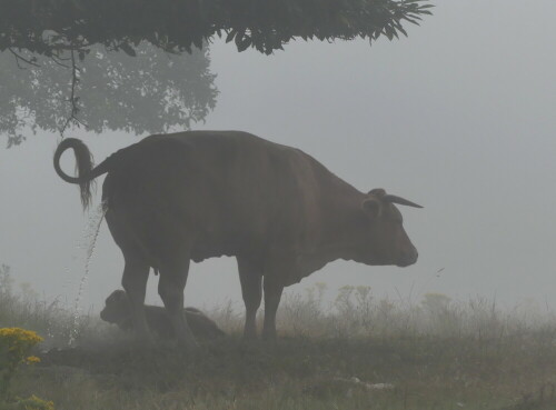 

Aufnameort: am Camino del Norte
Kamera: Panasonic Lumix FZ 300