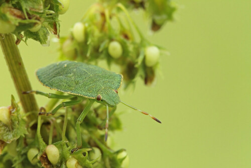 Nymphe der grünen Stinkwanze, Palomena prasina

Aufnameort: Odenwald
Kamera: Canon EOS 60D, Objektiv 150mm Makro