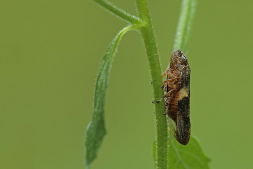 Zikade

Aufnahmeort: Odenwald
Kamera: Canon EOS 60D, Objektiv 150mm Makro

© Alle von mir veröffentlichten Bilder unterliegen dem Urheberrecht und dürfen ohne meine schriftliche Genehmigung nicht verwendet werden.