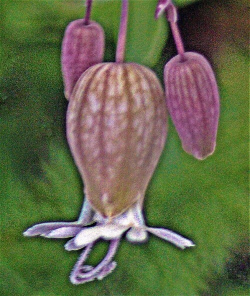 Das Taubenkropf-Leinkraut wird auch als Gewöhnliches oder Aufgeblasenes Leinkraut bezeichnet. Es gehört zur Familie der Nelkengewächse(Caryophyllaceae).
https://de.wikipedia.org/wiki/Taubenkropf-Leimkraut

Aufnameort: Eiershausen Vorgarten
Kamera: Canon EOS 1300D