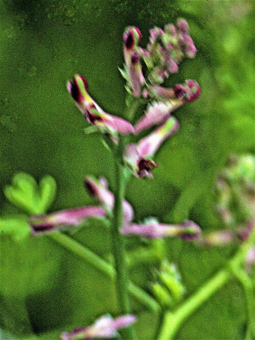 gewohnlicher-erdrauch-fumaria-officinalis-l-23287.jpeg