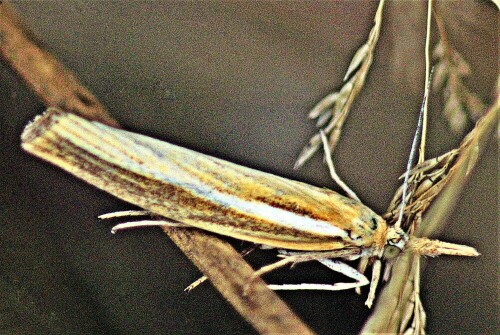 zunsler-agriphila-tristella-de-23295.jpeg