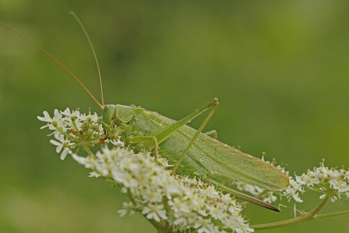 Großes Heupferd, Tettigonia viridissima

Aufnahmeort: Odenwald
Kamera: Canon EOS 7D, Objektiv 150mm Makro

© Alle von mir veröffentlichten Bilder unterliegen dem Urheberrecht und dürfen ohne meine schriftliche Genehmigung nicht verwendet werden.