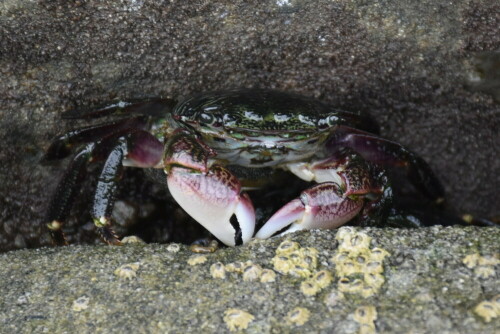 Gestreifte Uferkrabbe (Striped Shore Crab)

Aufnameort: Küste von Kalifornien, Gezeitentümpel
Kamera: Nikon D5500