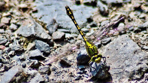 Grüne Flussjungfer (Ophiogomphus cecilia):
Diese Grüne Flussjungfer war eine Zufallsbegegnung. Nach einem Spaziergang an einem See, wo es leider nicht möglich war eine Libelle zu fotografieren. Die Libellen huschten am See so schnell über den See, dass selbst ein manuelles fokussieren nicht möglich war. Auf dem Rückweg landete direkt vor mir auf dem steinigen Weg und es war möglich doch noch eine Libelle abzulichten. Diese Grüne Flussjungfer hatte erstaunlicherweise fast keine Angst vor mir und der Kamera. Ich konnte mit meiner 300mm sehr nahe an die Libelle heran.

Aufnameort: Erftstadt-Kierdorf
Kamera: Canon EOS 2000D