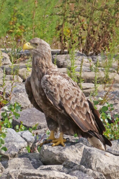 

Aufnameort: d tangermünde
