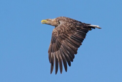 

Aufnameort: d tangermünde
