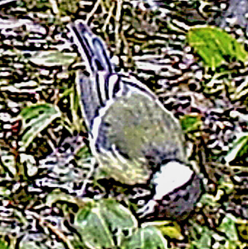 kohlmeise-parus-major-l-1758-wohl-auf-insektenjagd-23333.jpeg