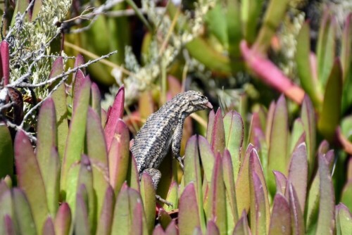 Westlicher Stachelleguan (Western Fence Lizard) 
Nimmt gerne ein Bad in der Morgensonne Kaliforniens
Danach geht es auf Futtersuche

Aufnameort: Küste von Kalifornien, Big Sur
Kamera: Nikon D5500