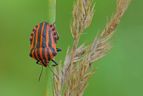 Streifenwanze,Graphosoma lineatum

Aufnameort: Odenwald
Kamera: Canon EOS60D