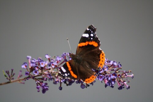 Admiral (Vanessa atalanta):
Dieser schöne Admiral wurde ebenfalls auf der Bougainvillea im heimischen Garten aufgenommen.

Aufnameort: Titz
Kamera: Canon EOS 2000D