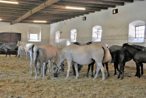 Lipizzanergestüt in Piber - Steiermar, Österreich

Aufnameort: Piber - Steiermark
Kamera: Nikon D7200