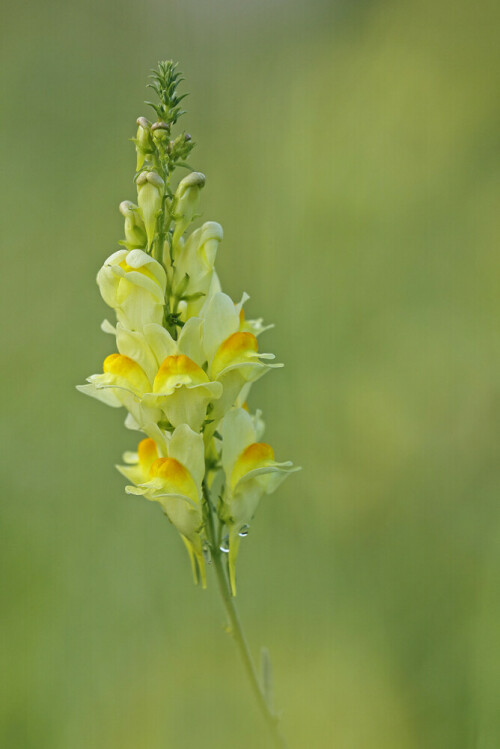 Leinkraut, Echtes Leinkraut, Linaria vulgaris

Aufnameort: Odenwald
Kamera: EOS 60D