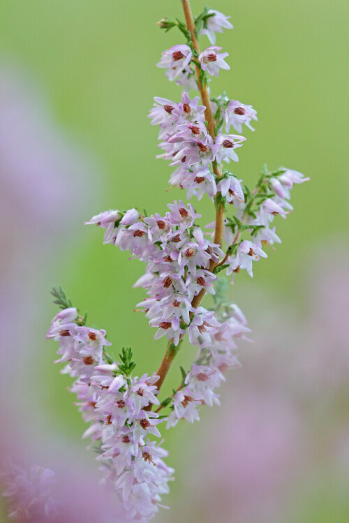 Heidekraut, Erica, Heide

Aufnameort: Odenwald
Kamera: Canon EOS 60D