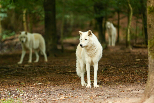 Ein Dreier-Rudel Polarwölfe im herbstlichen Wald

Aufnameort: Wolfspark Werner Freund in Merzig
Kamera: Canon EOS 1Dx